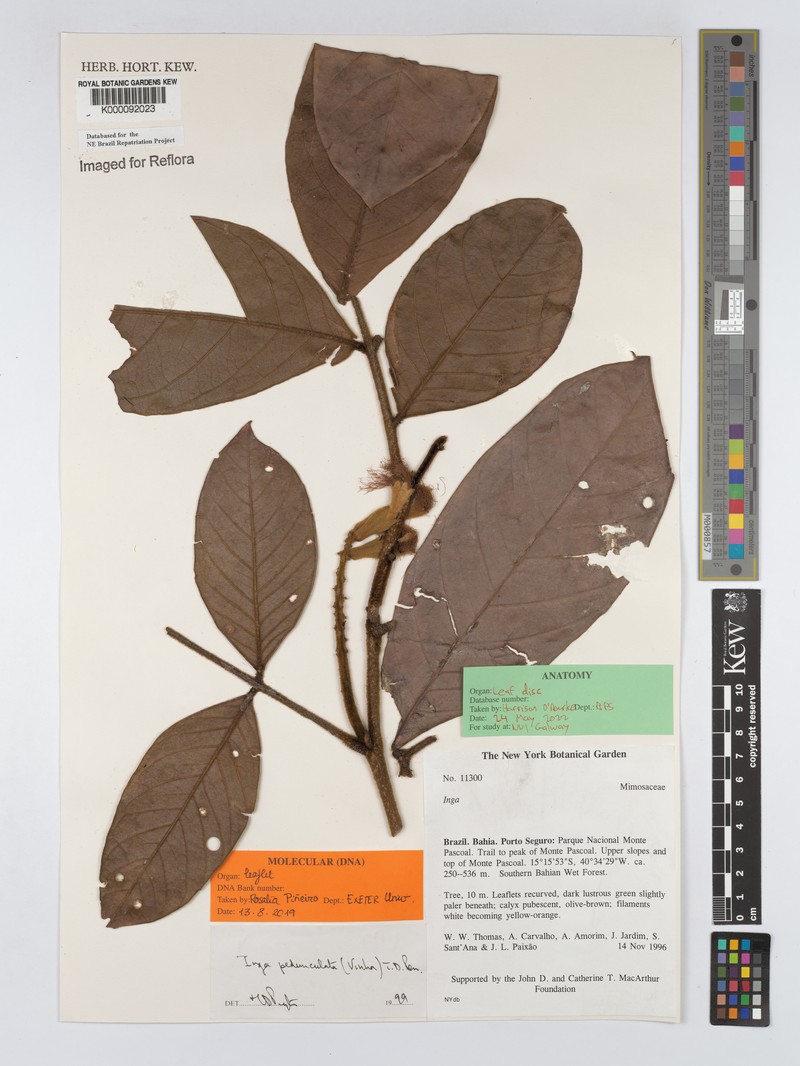 Inga pedunculata photo 2