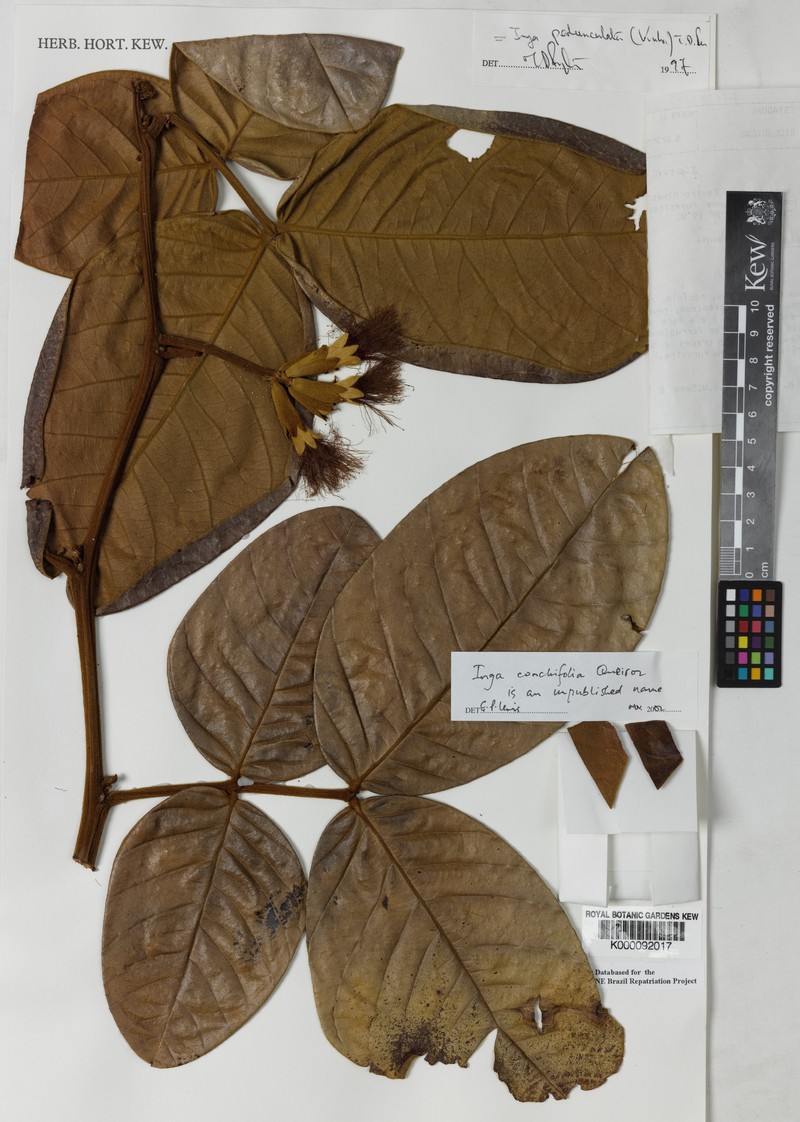 Inga pedunculata photo 3