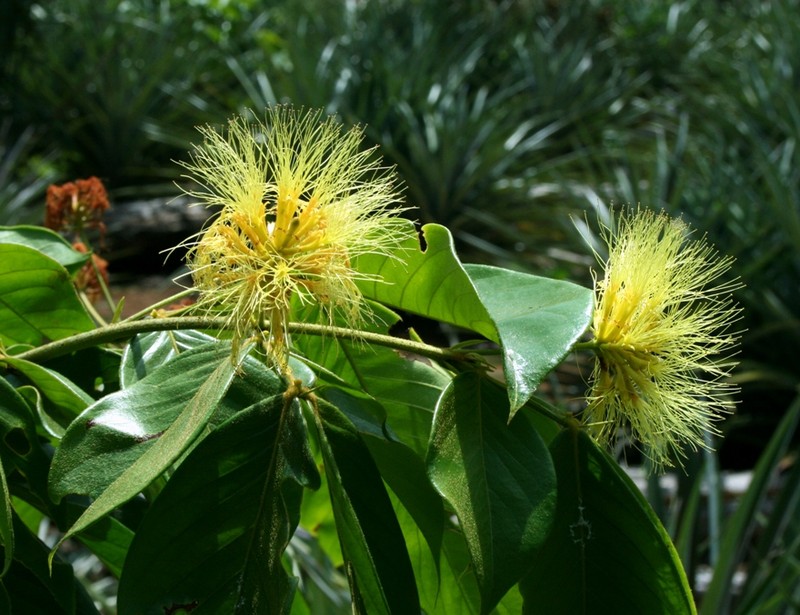 Inga pilosula