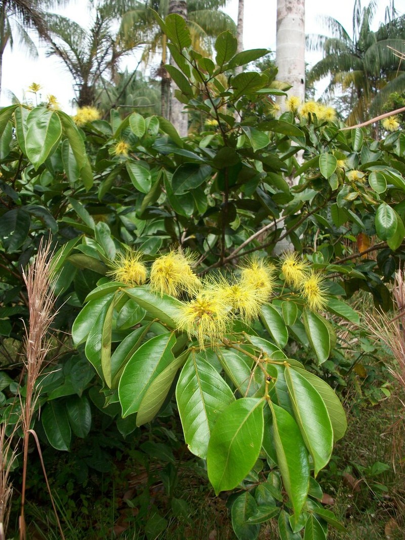 Inga pilosula photo 2