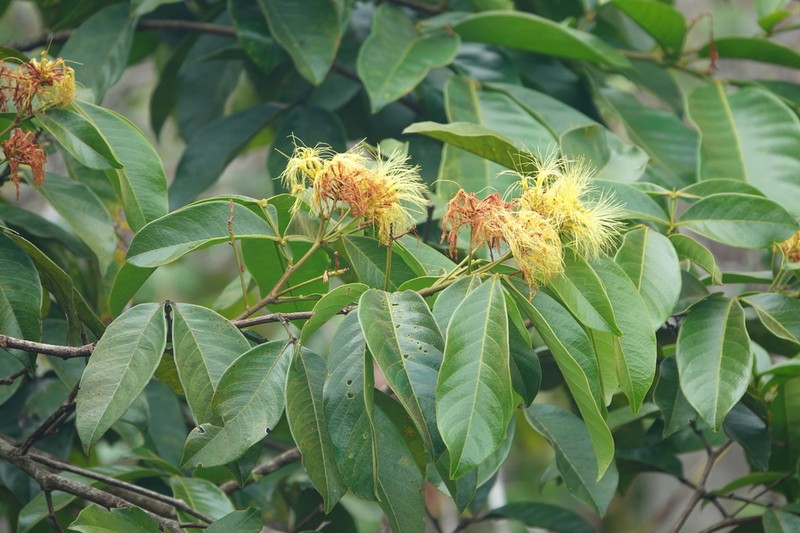 Inga pilosula photo 3
