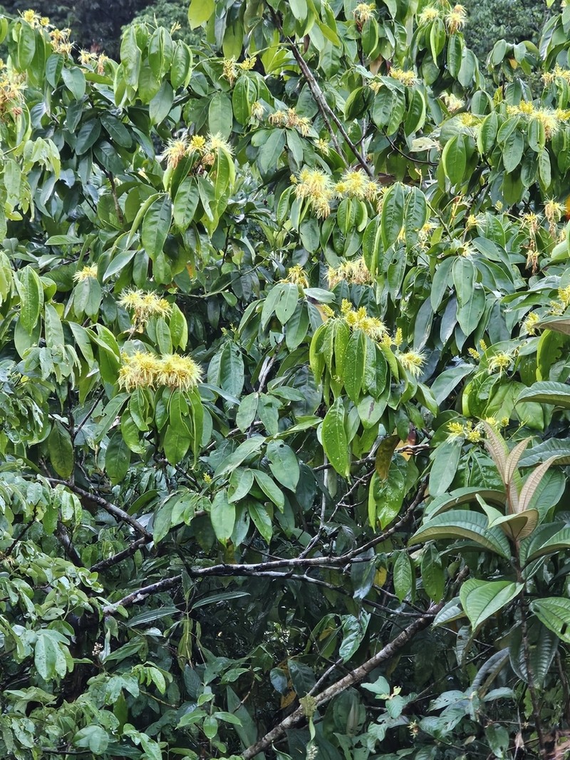 Inga pilosula photo 4