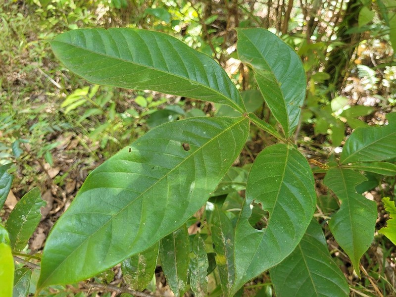 Inga pilosula photo 5