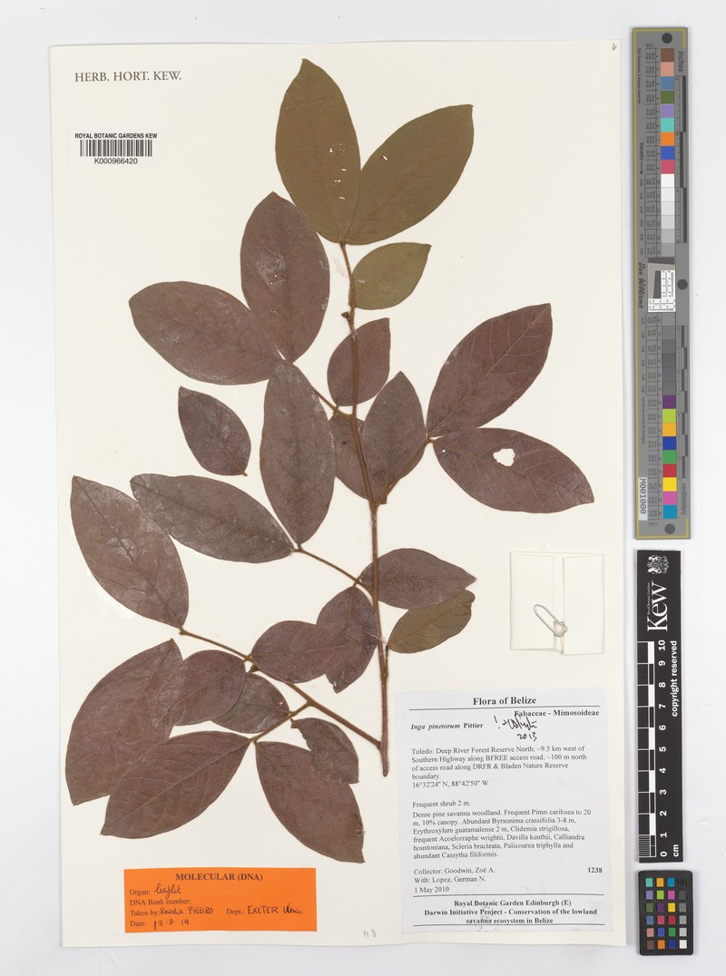 Inga pinetorum photo 4