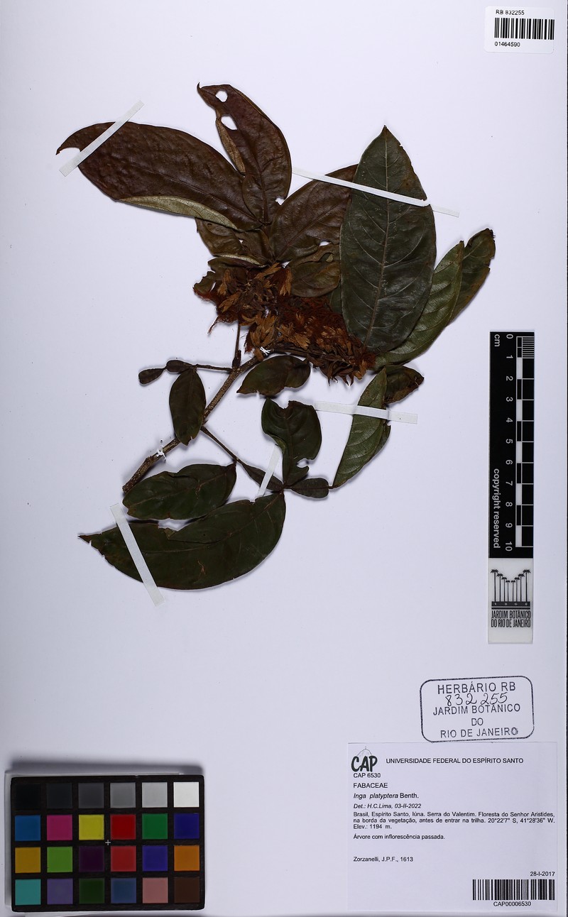 Inga platyptera