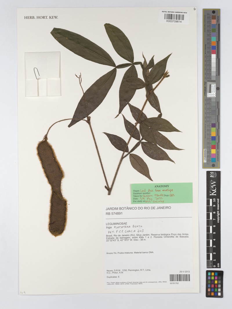 Inga platyptera photo 2