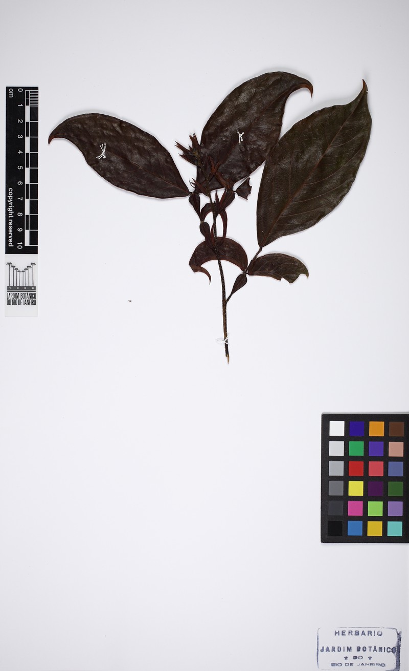 Inga platyptera photo 3