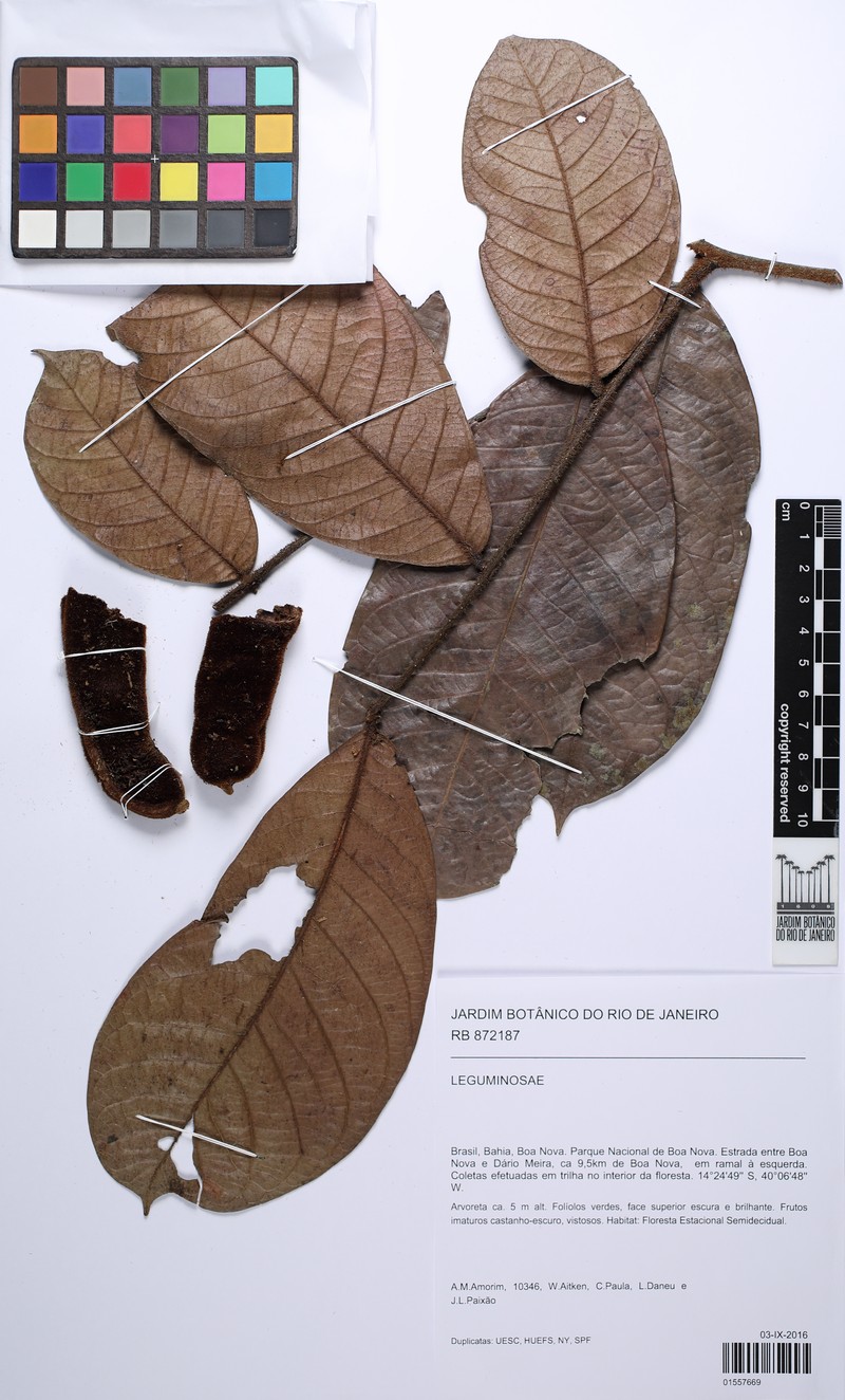 Inga pleiogyna