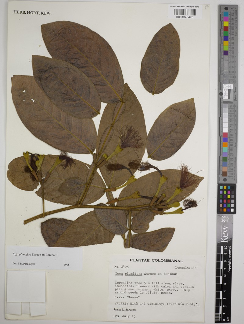 Inga plumifera