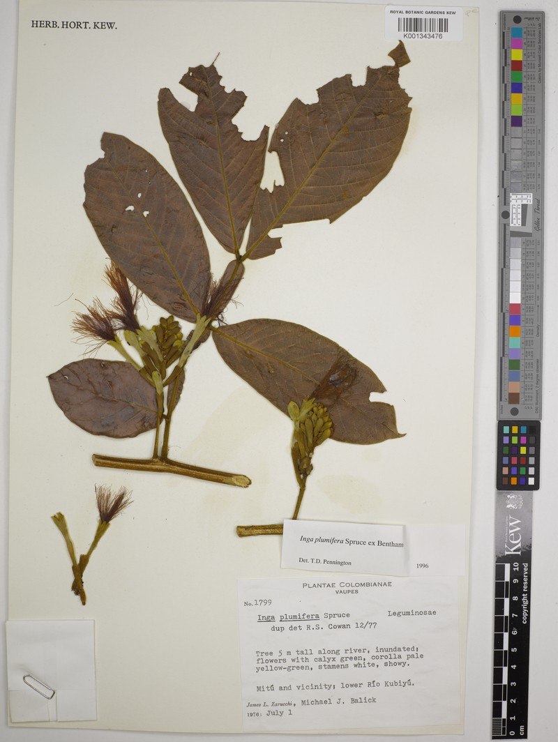 Inga plumifera photo 2