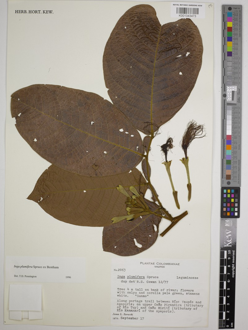 Inga plumifera photo 3