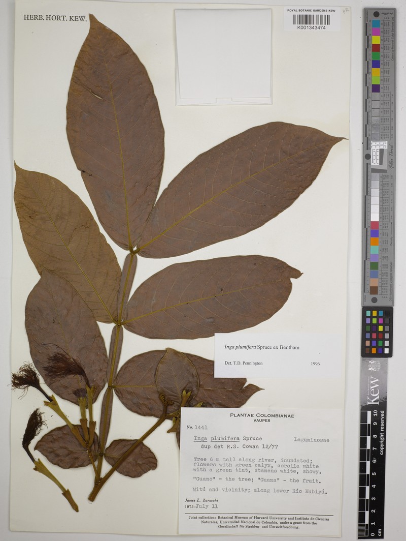 Inga plumifera photo 4