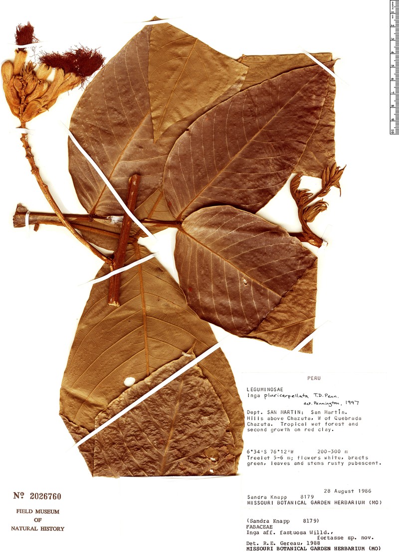 Inga pluricarpellata