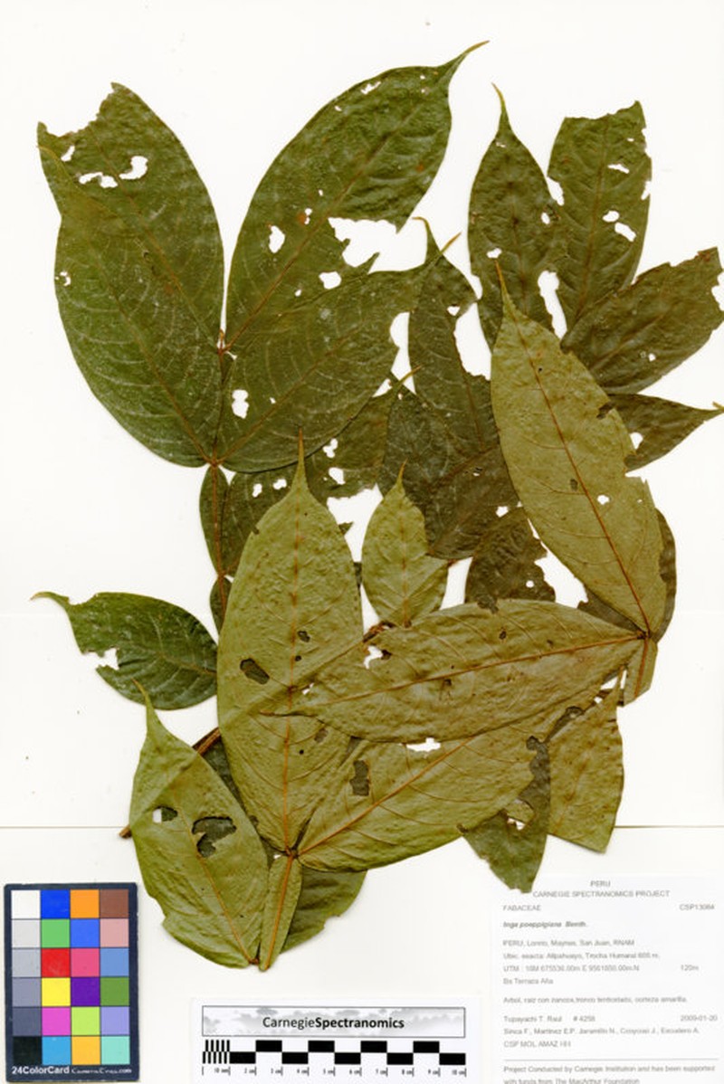 Inga poeppigiana