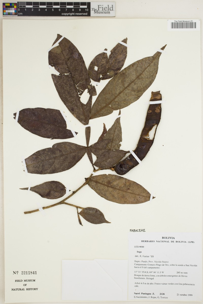 Inga poeppigiana photo 3