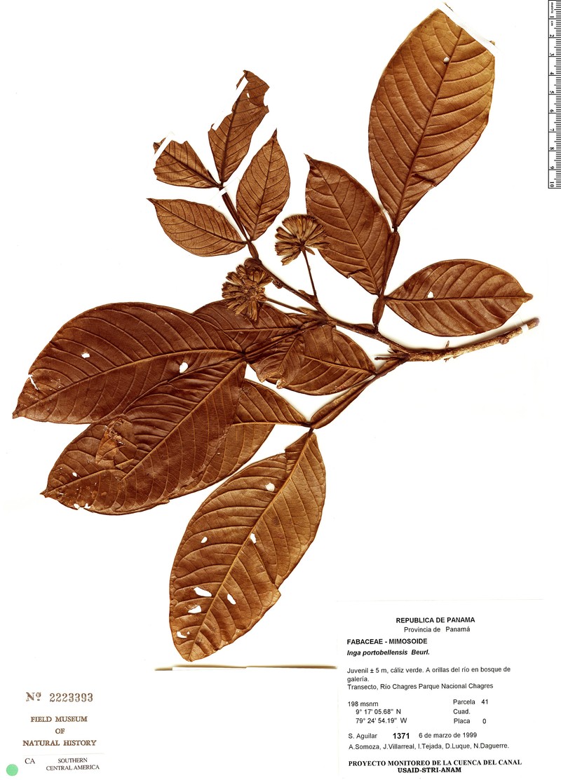 Inga portobellensis