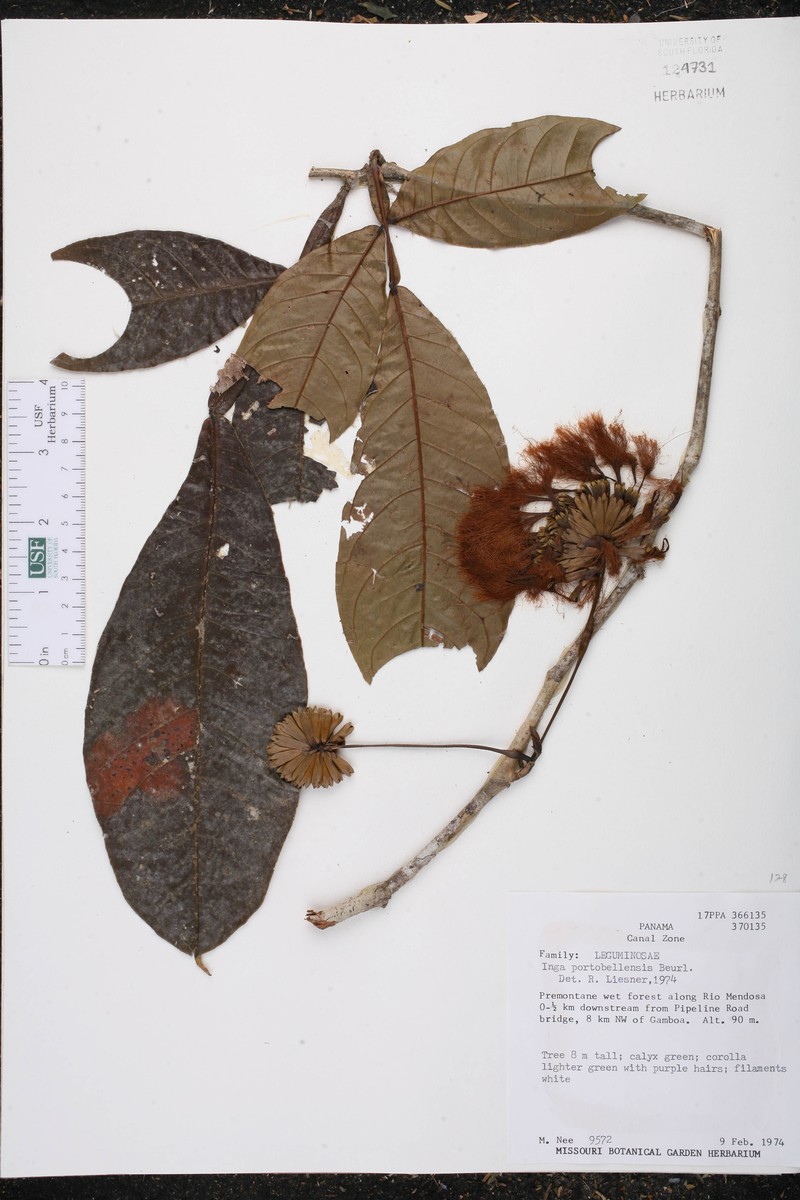 Inga portobellensis photo 2