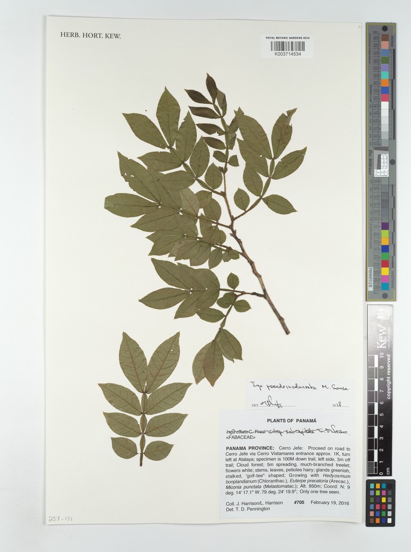 Inga pseudoinvolucrata