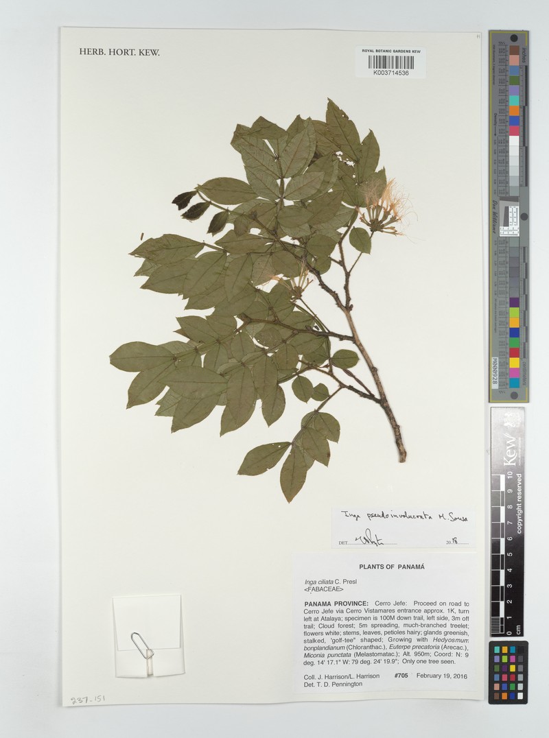 Inga pseudoinvolucrata photo 2