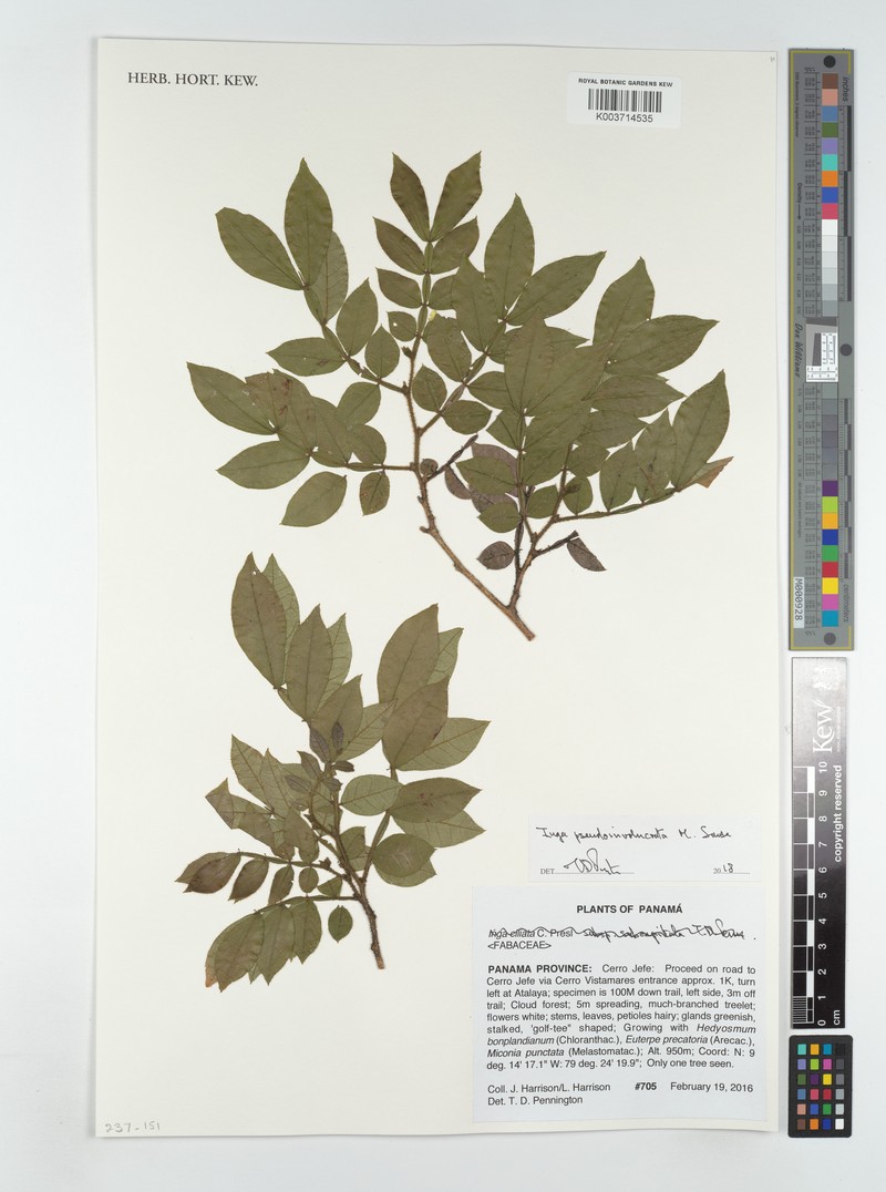 Inga pseudoinvolucrata photo 3