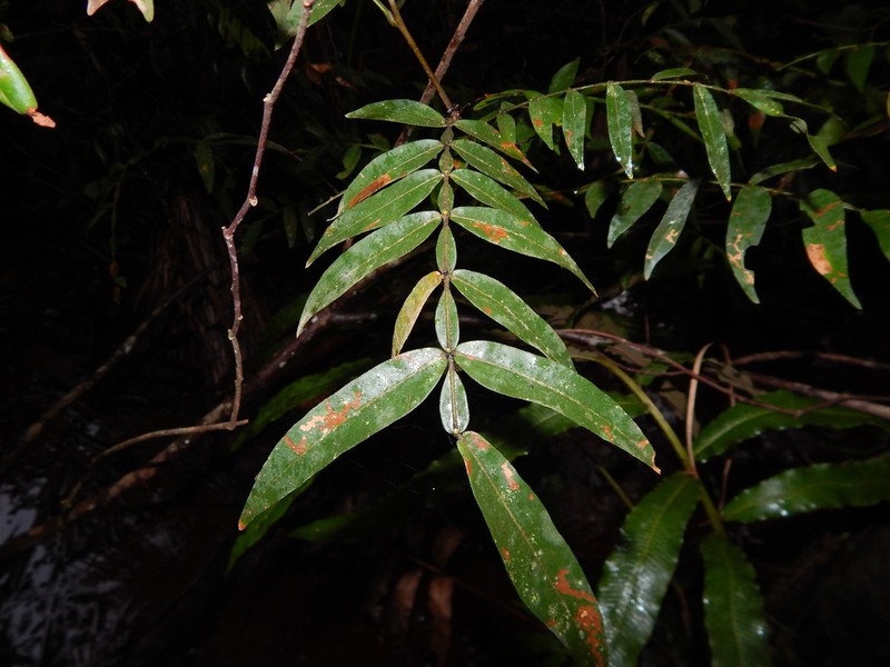 Inga psittacorum