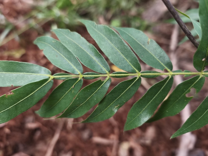 Inga psittacorum photo 2