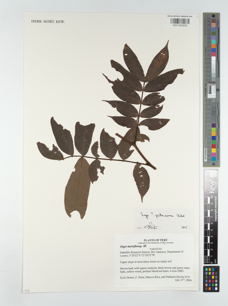Inga psittacorum photo 4