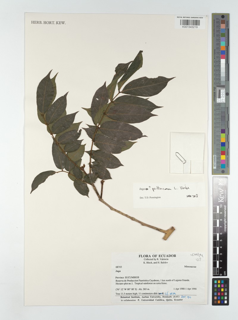 Inga psittacorum photo 5
