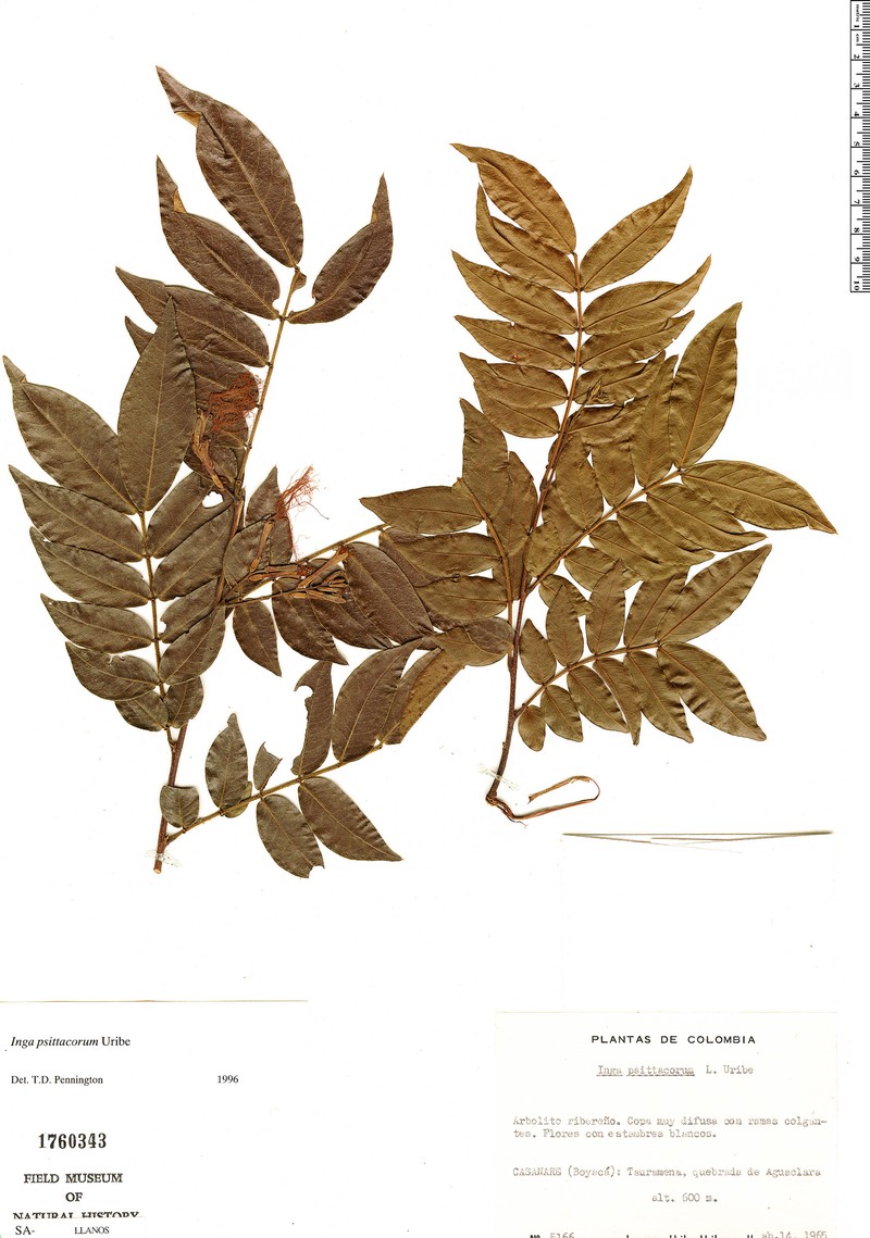 Inga psittacorum photo 6