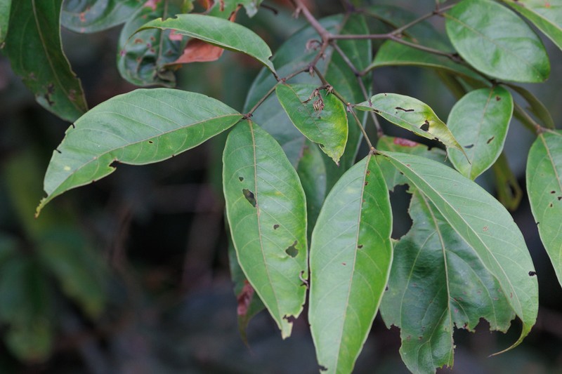 Inga punctata