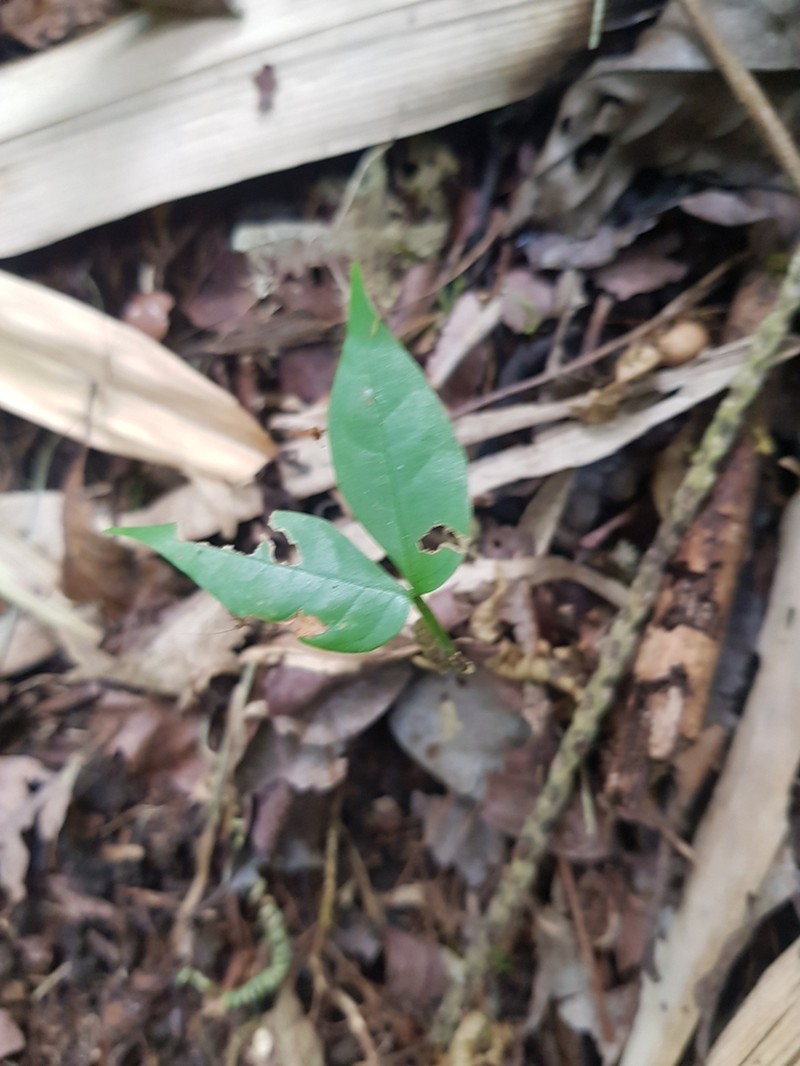 Inga punctata photo 2