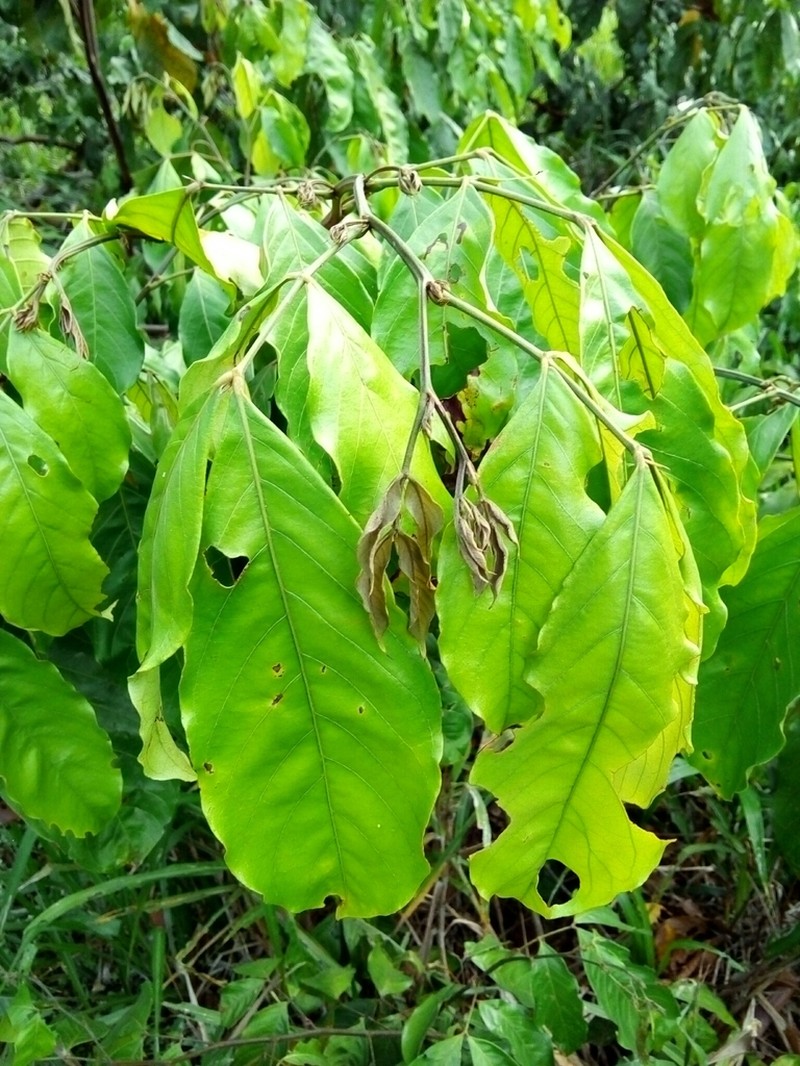 Inga punctata photo 3