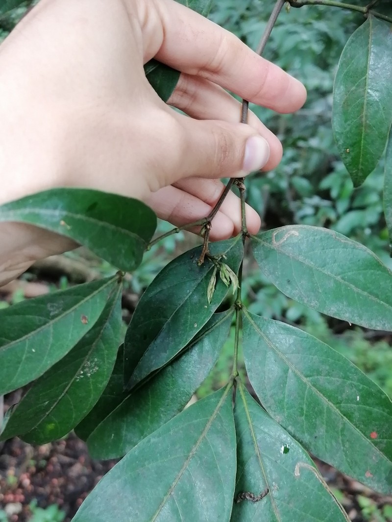 Inga punctata photo 4