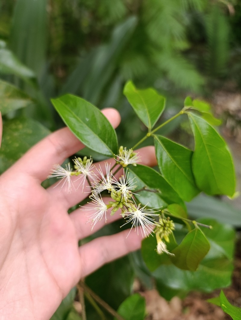 Inga punctata photo 5