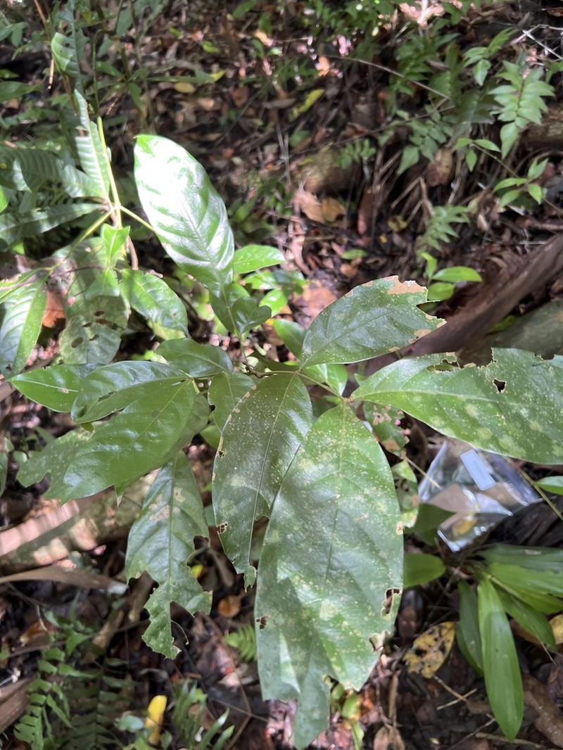 Inga punctata photo 6