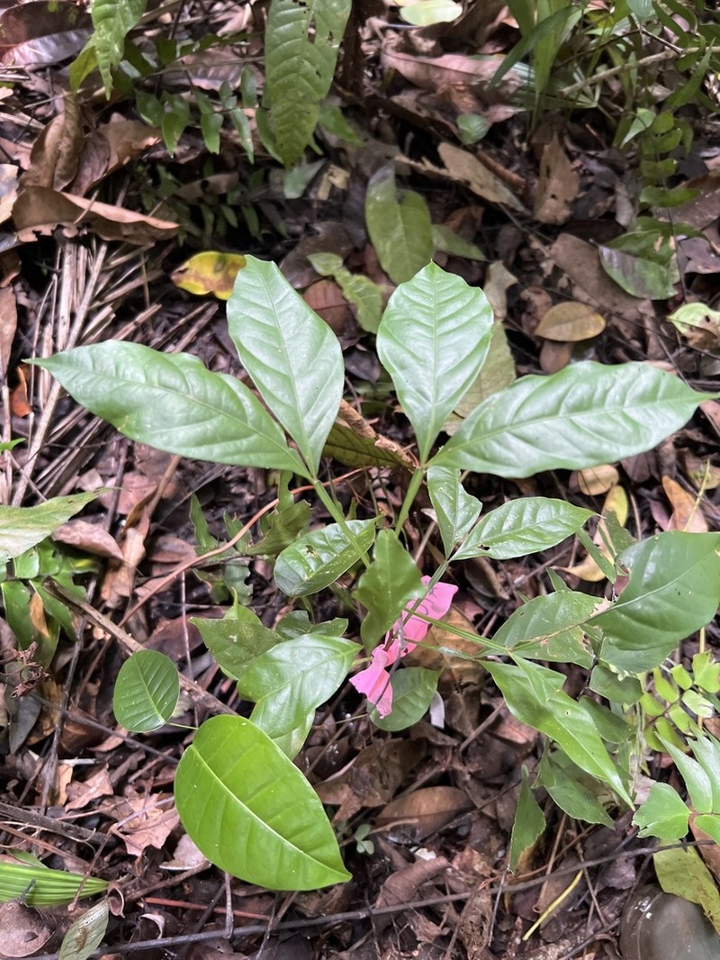 Inga punctata photo 7