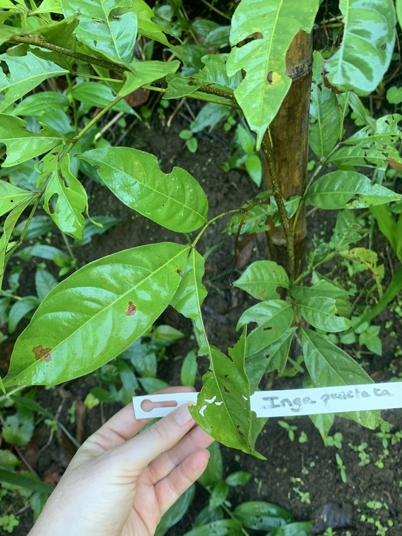 Inga punctata photo 8