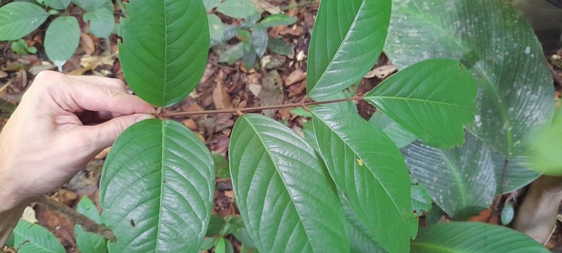 Inga retinocarpa