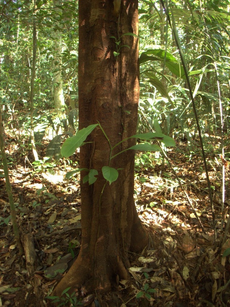 Inga retinocarpa photo 2