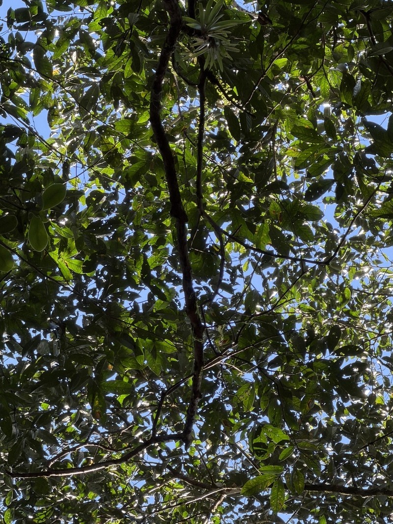 Inga retinocarpa photo 3
