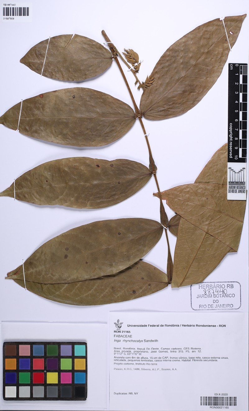 Inga rhynchocalyx