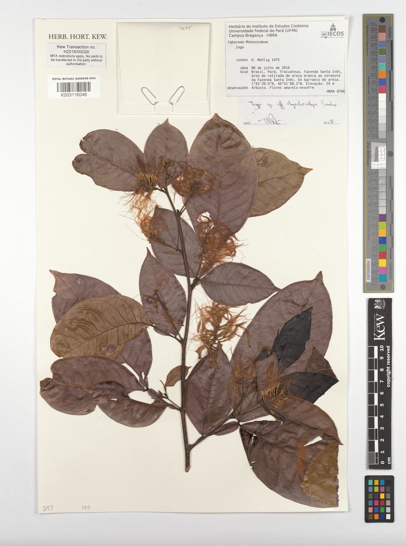 Inga rhynchocalyx photo 2
