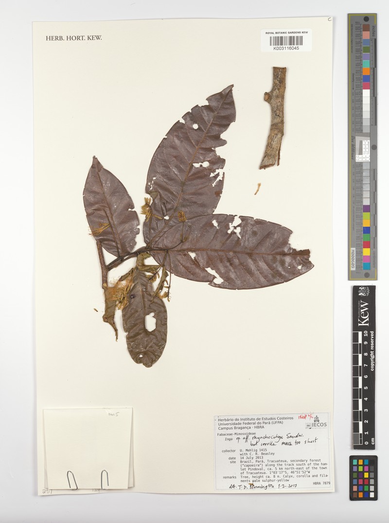 Inga rhynchocalyx photo 3