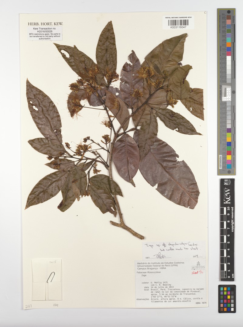 Inga rhynchocalyx photo 4