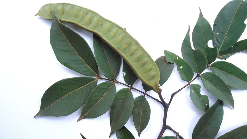 Inga rubiginosa photo 2