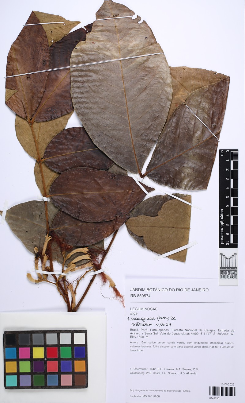 Inga rubiginosa photo 5