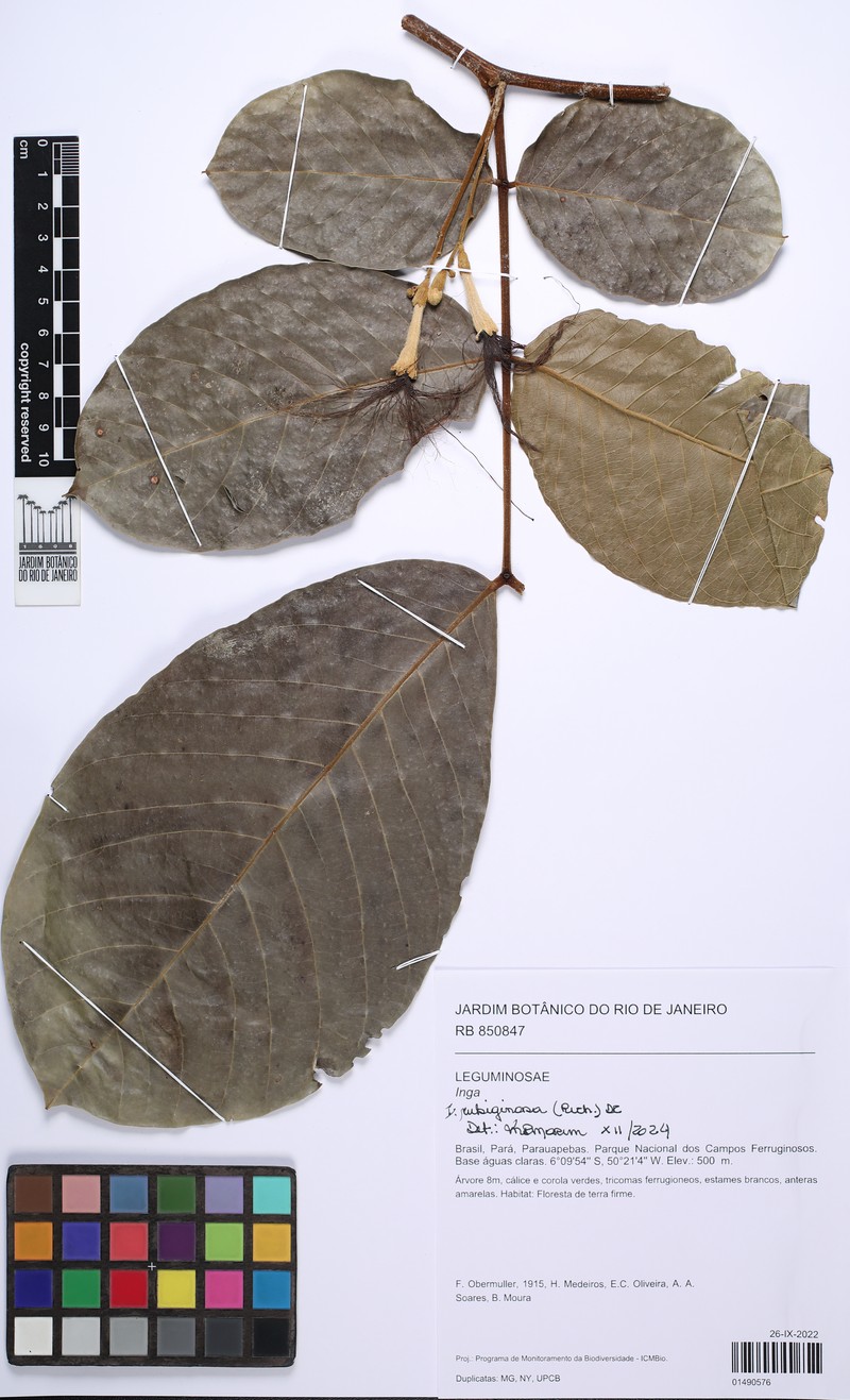 Inga rubiginosa photo 6
