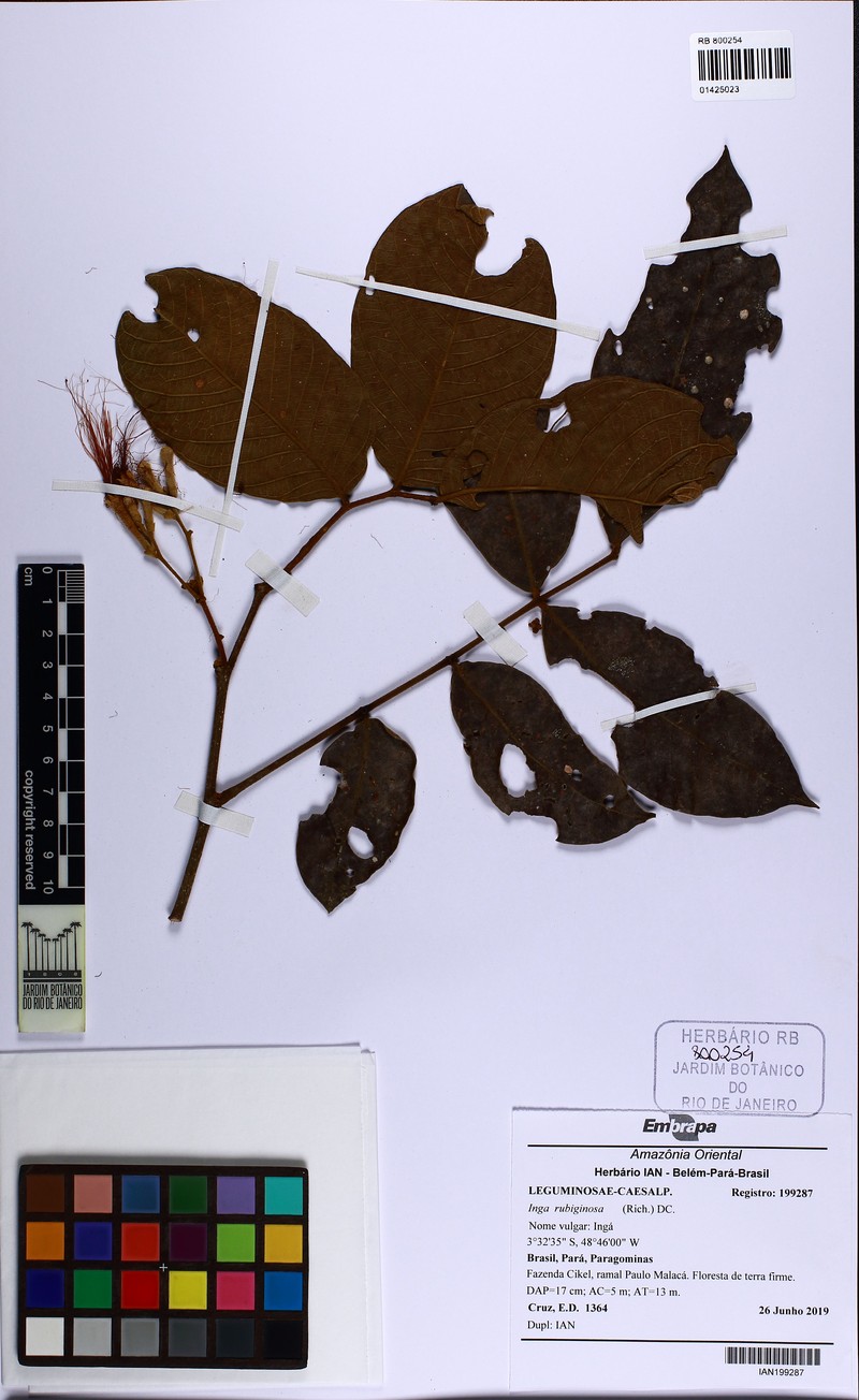 Inga rubiginosa photo 7