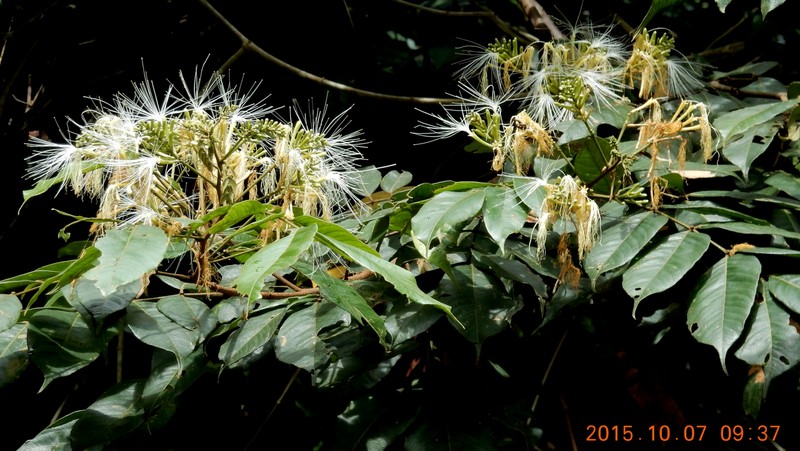 Inga rubiginosa photo 8