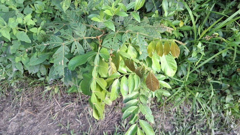 Inga saltensis photo 3